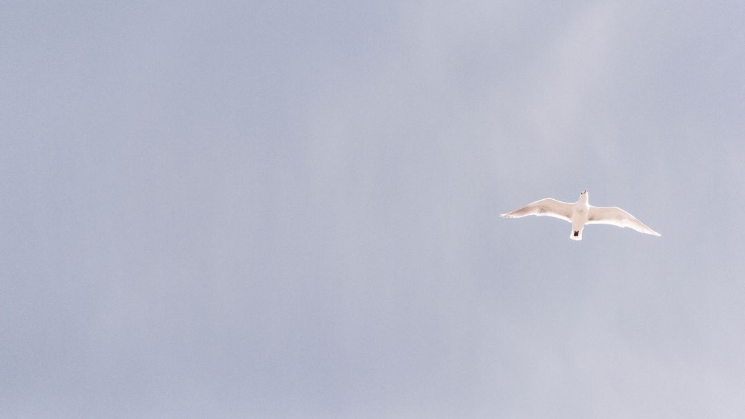 Minimalist seagull soaring across soft gray sky with wide negative space