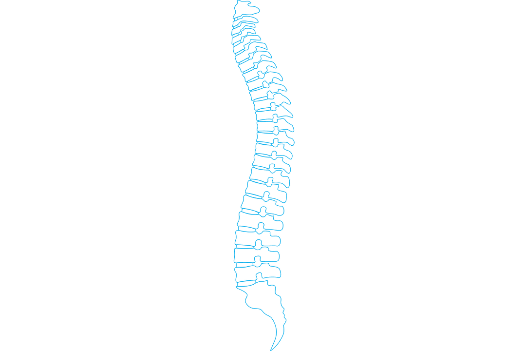 Blue Spine Illustration on Transparent Background Anatomy Design