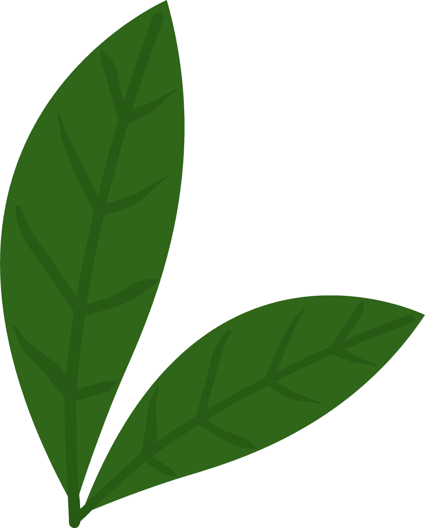 Stylized Green Leaf Cluster Flat Design with Transparent Background