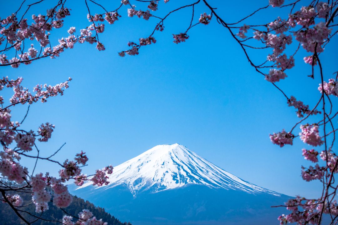 Blossoming Cherry Trees Framing Snow-Capped Mount Fuji - Free Images, Stock Photos and Pictures on Pikwizard.com
