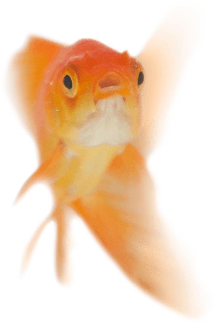 Intriguing Goldfish with Open Mouth on Transparent Background