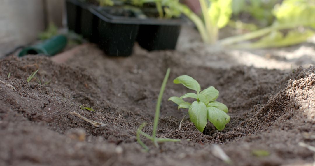 Close-Up of Young Plant in Soil Outdoors - Free Images, Stock Photos and Pictures on Pikwizard.com