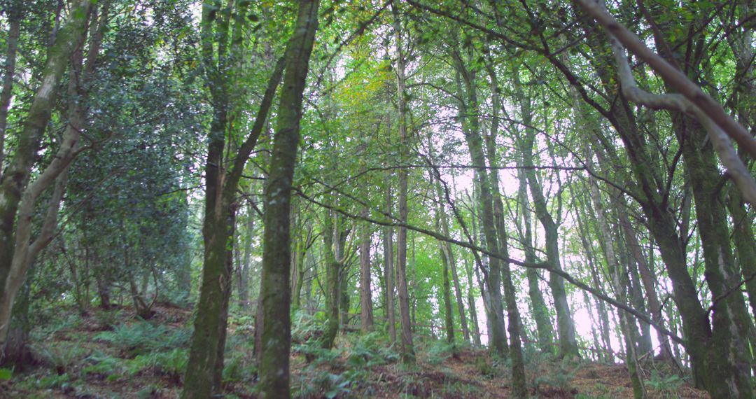 Lush Green Forest with Tall Trees in Daylight - Free Images, Stock Photos and Pictures on Pikwizard.com