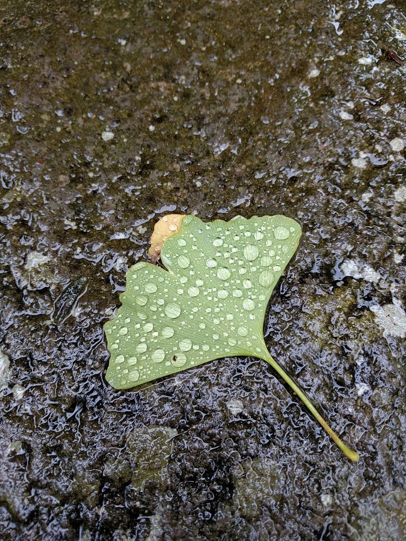 Green leaf with water droplets on wet surface - Free Images, Stock Photos and Pictures on Pikwizard.com