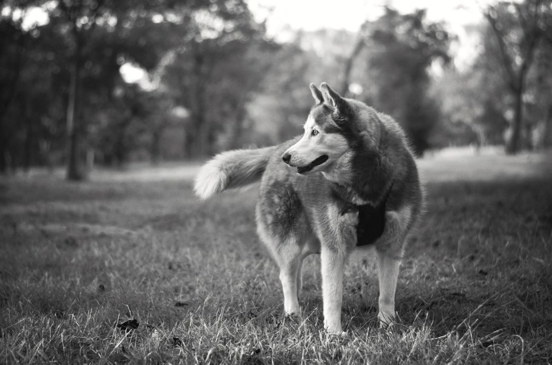 Gray and White Siberian Husky in Grayscale - Free Images, Stock Photos and Pictures on Pikwizard.com