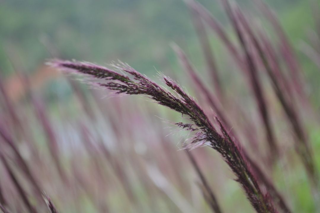 Close-Up of Abstract Purple Grass Blades Swaying in Breeze - Free Images, Stock Photos and Pictures on Pikwizard.com