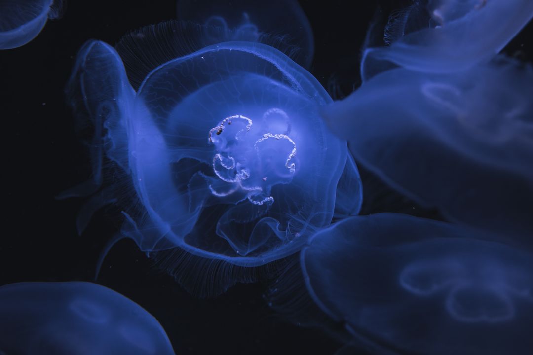 Glowing Jellyfish Floating Underwater in Dark Ocean - Free Images, Stock Photos and Pictures on Pikwizard.com