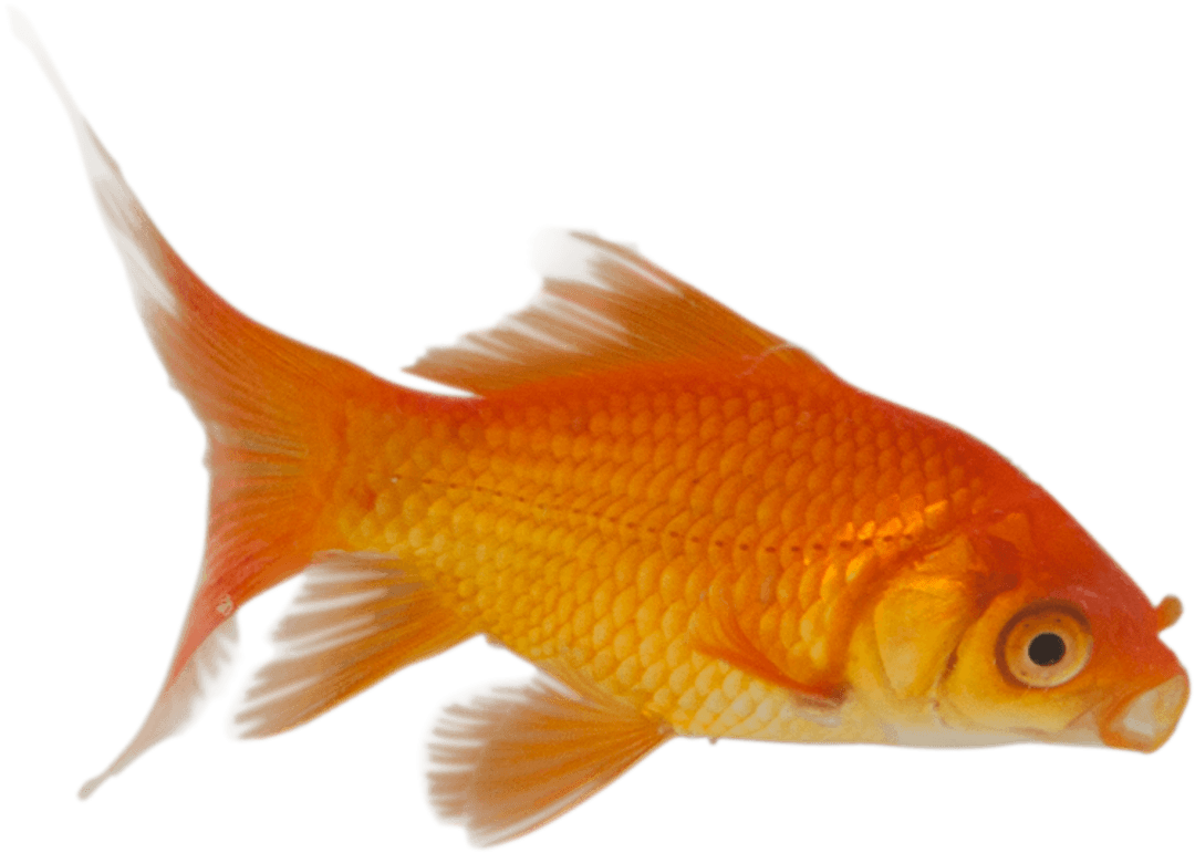 Vibrant Goldfish with Tranquil Transparent Background