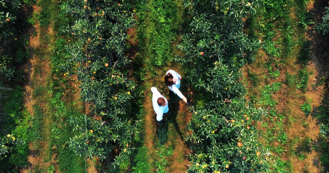 Aerial View of People Walking in Orchard - Free Images, Stock Photos and Pictures on Pikwizard.com