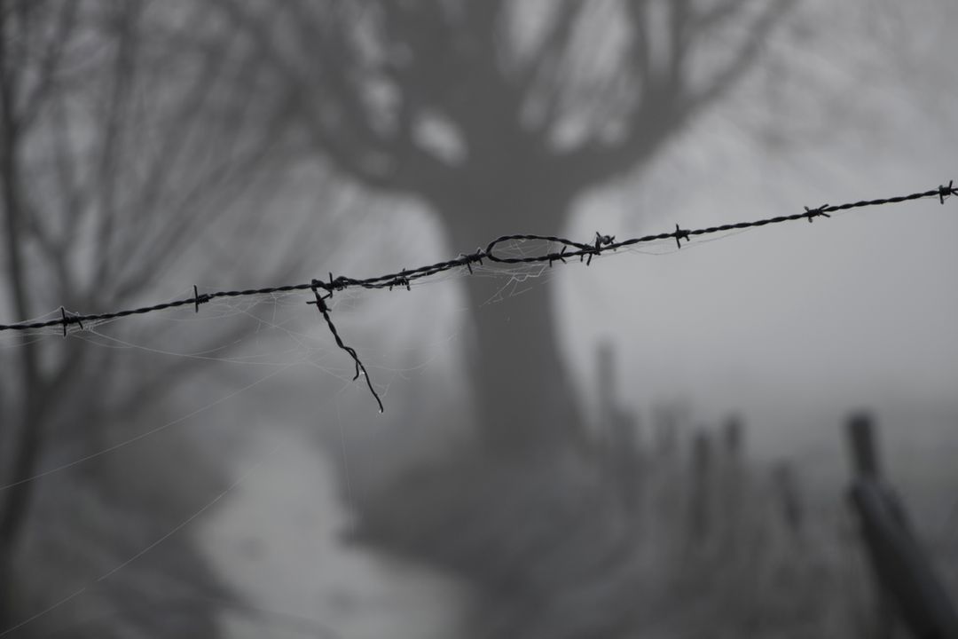 Foggy Rural Landscape with Barbed Wire and Trees - Free Images, Stock Photos and Pictures on Pikwizard.com