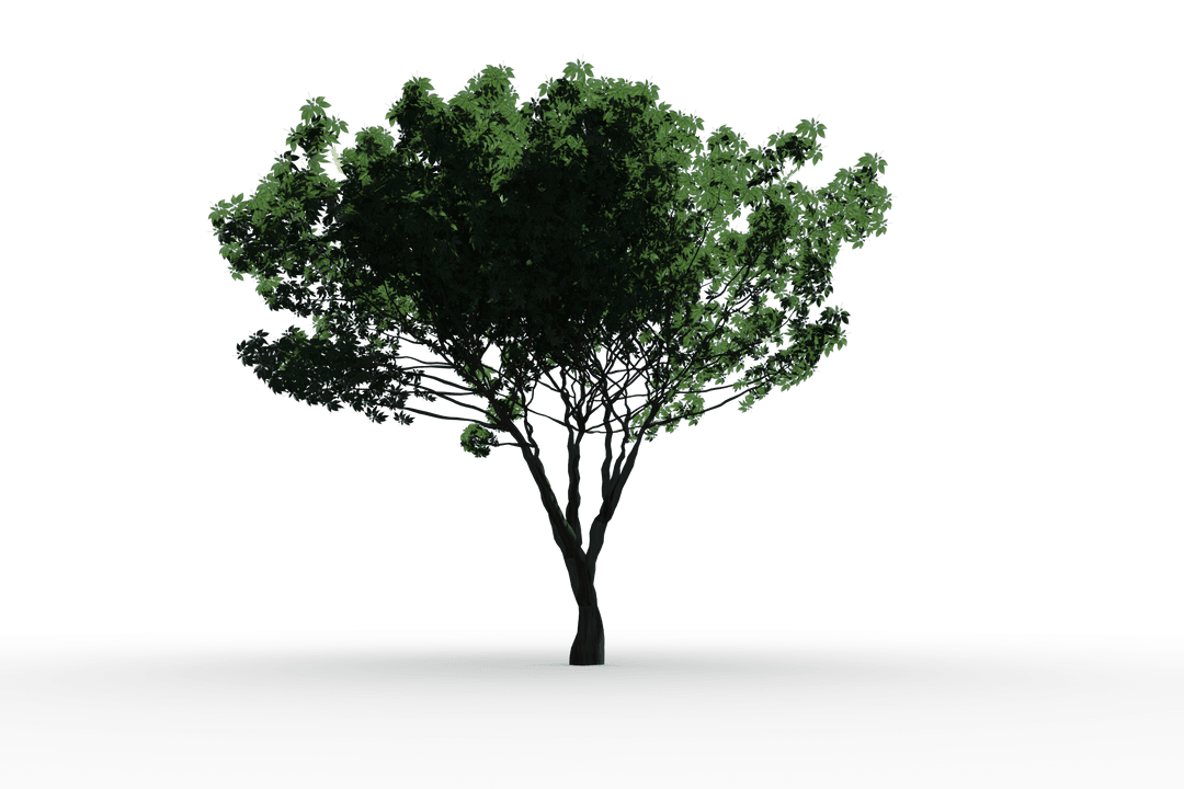 Transparent Lone Green Tree With Foliate Branches Growing