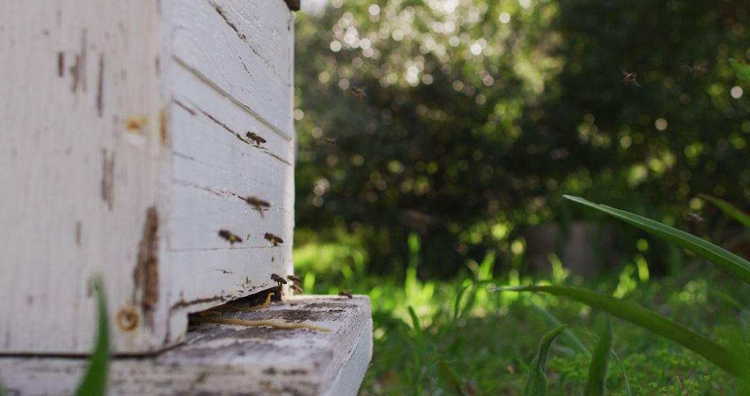 Honeybees Entering Wooden Hive in Lush Garden - Free Images, Stock Photos and Pictures on Pikwizard.com