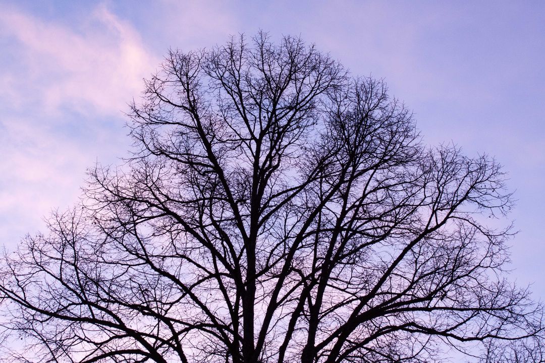 Low Angle View of Bare Tree Against Sky - Free Images, Stock Photos and Pictures on Pikwizard.com