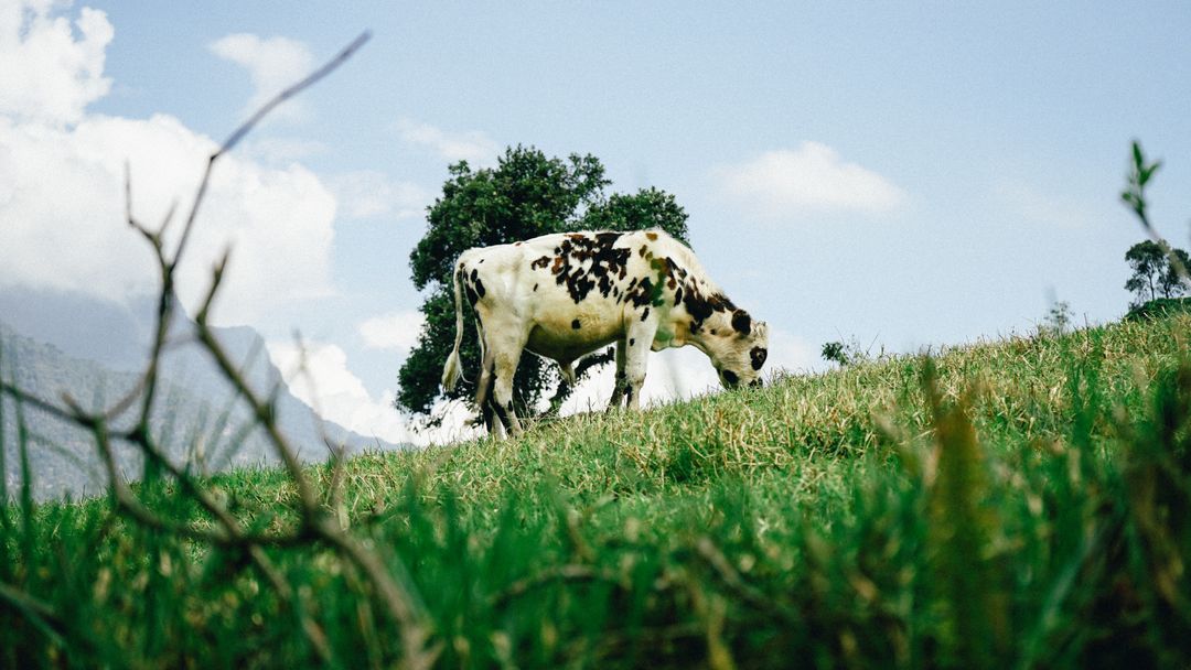 Spotted Cow Grazing on Green Hillside, Lone Oak Tree and Mountain Backdrop, Sunny Day