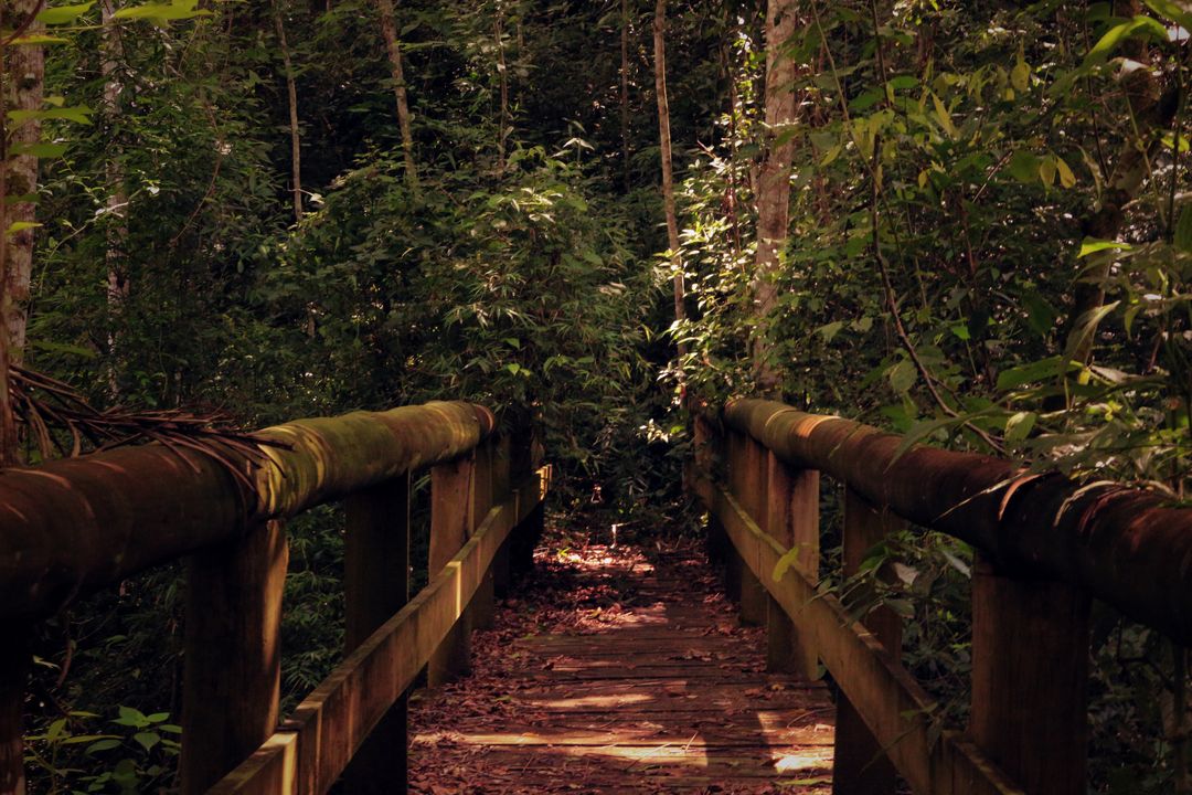Wooden Pathway Leading into Dense Forest Landscape