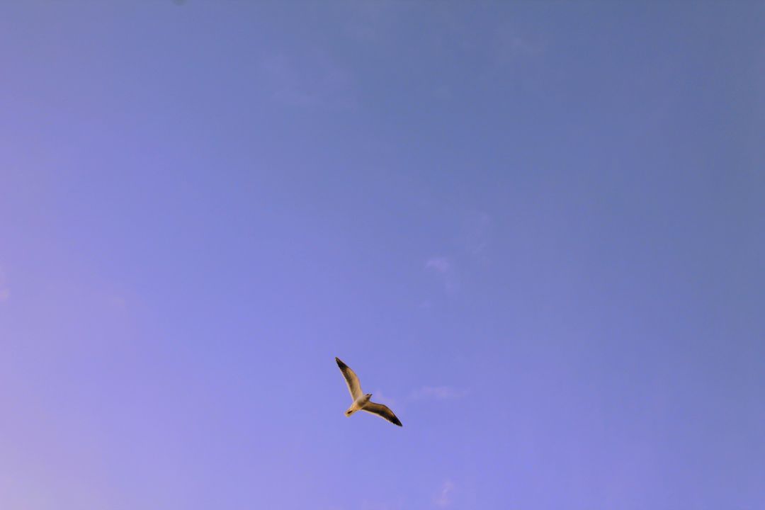 Seagull Gliding Over Open Sky at Twilight Purple Blue Gradient Minimal Coastal Freedom