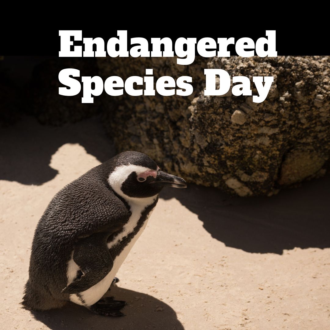 African Penguin Resting on Sunny Beach, Endangered Species Awareness