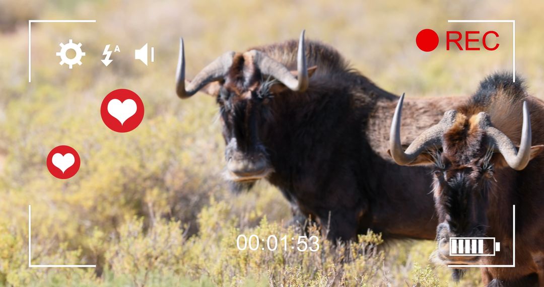 Wildebeests in Savanna with Social Media Interface Graphics