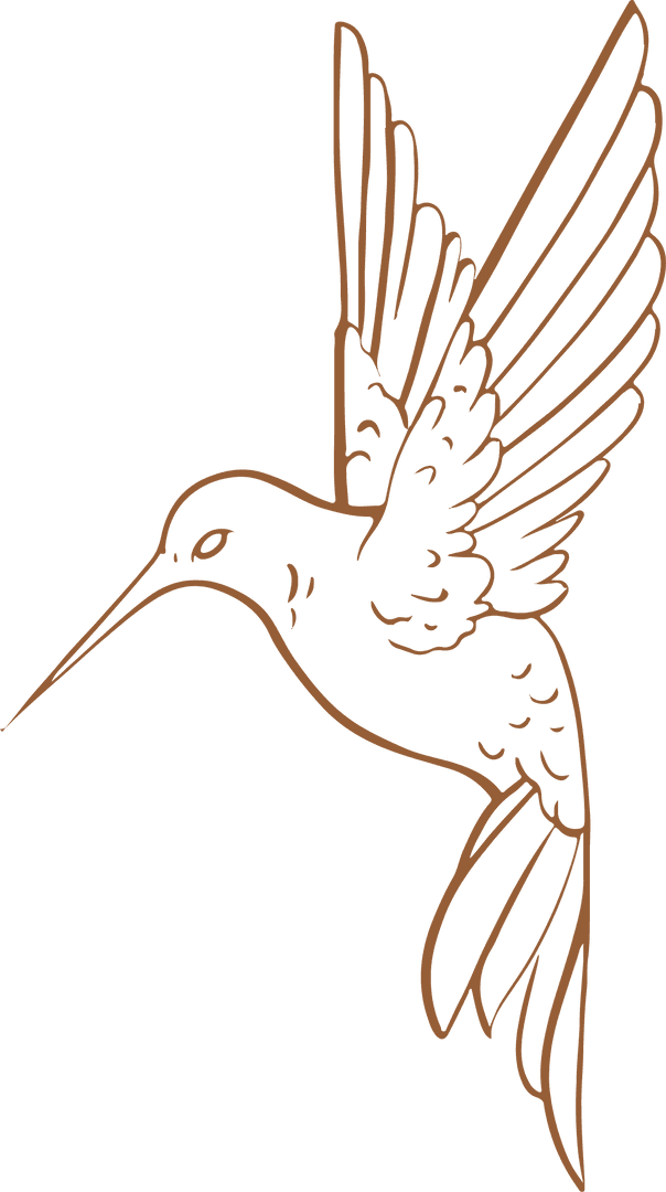 Stylized Hummingbird Line Art on Transparent Background