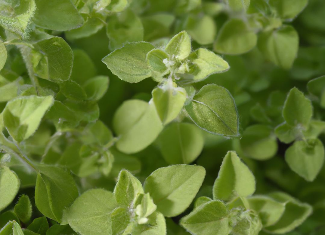 Close up of oregano created using generative ai technology - Free Images, Stock Photos and Pictures on Pikwizard.com