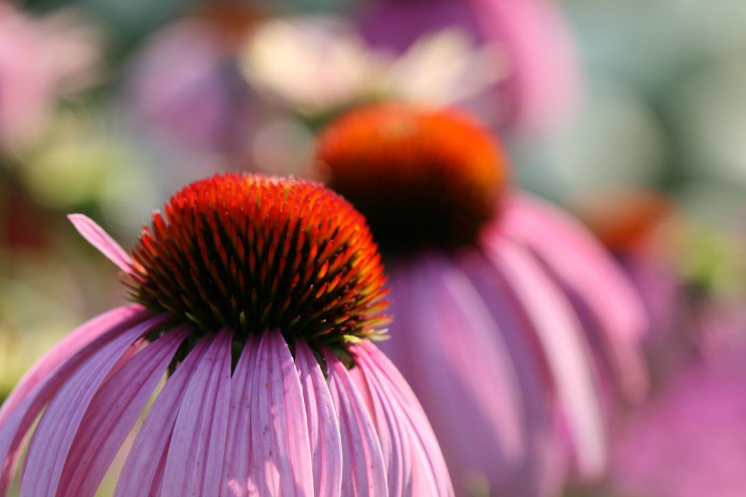 Close-Up Pink Echinacea Coneflower with Orange Cone and Soft Bokeh Background
