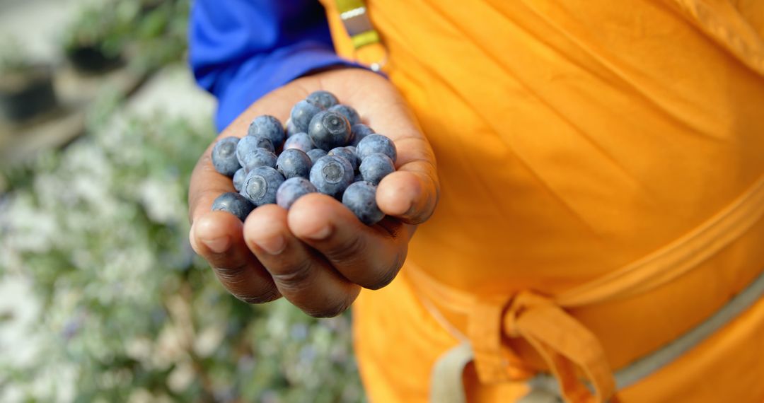 Close-up of Farmer Holding Freshly Harvested Blueberries - Free Images, Stock Photos and Pictures on Pikwizard.com