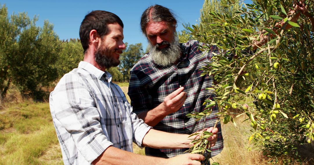 Farmers Evaluating Olive Trees in Orchard under Sunny Sky - Free Images, Stock Photos and Pictures on Pikwizard.com