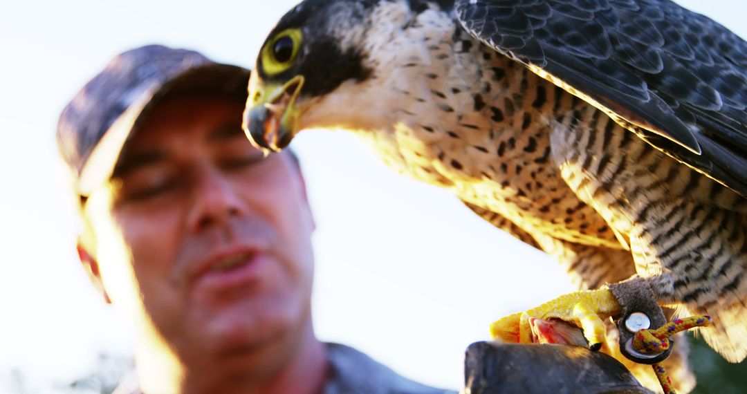 Falconer Handling Peregrine Falcon at Sunrise - Free Images, Stock Photos and Pictures on Pikwizard.com