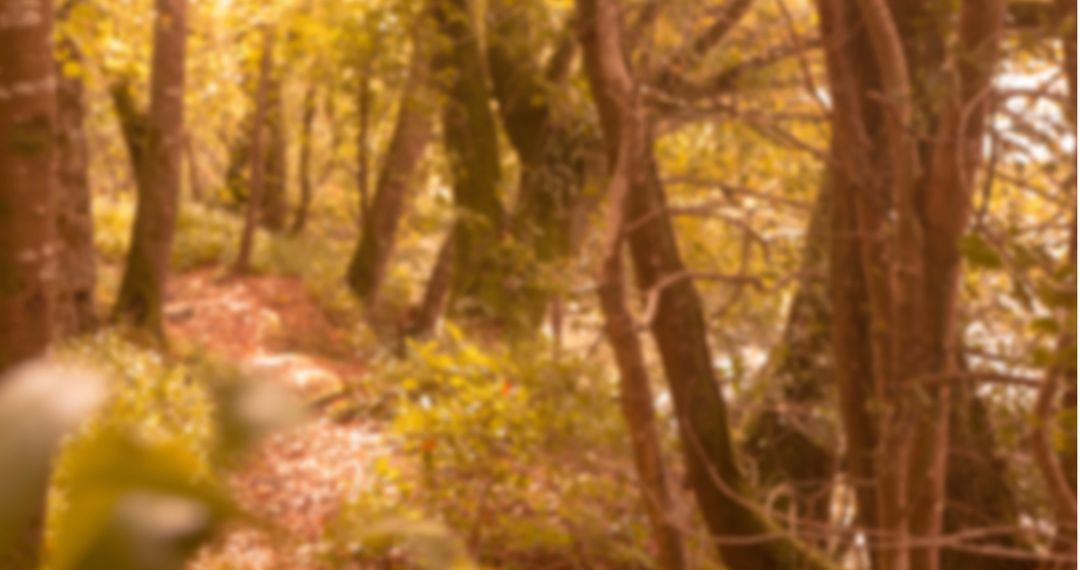 Blurred Autumn Forest with Sunlit Pathway