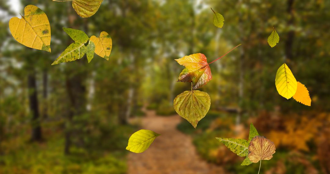 Autumn Leaves Falling in Forest with Bokeh Effect