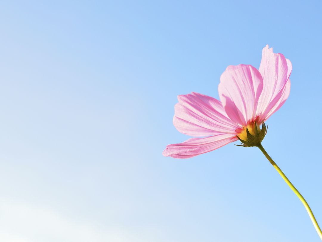 Pink Cosmos Flower Blooming Against Clear Blue Sky - Free Images, Stock Photos and Pictures on Pikwizard.com