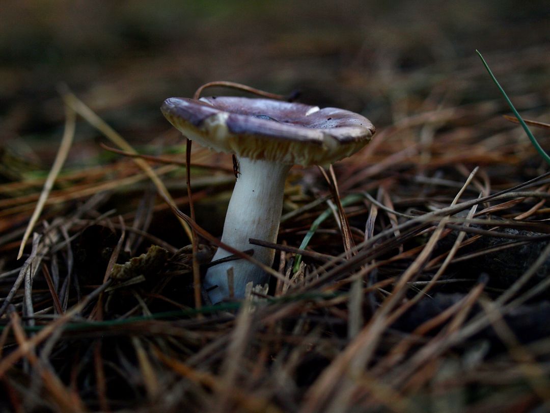 Wild Purple Mushroom Growing on Forest Floor - Free Images, Stock Photos and Pictures on Pikwizard.com