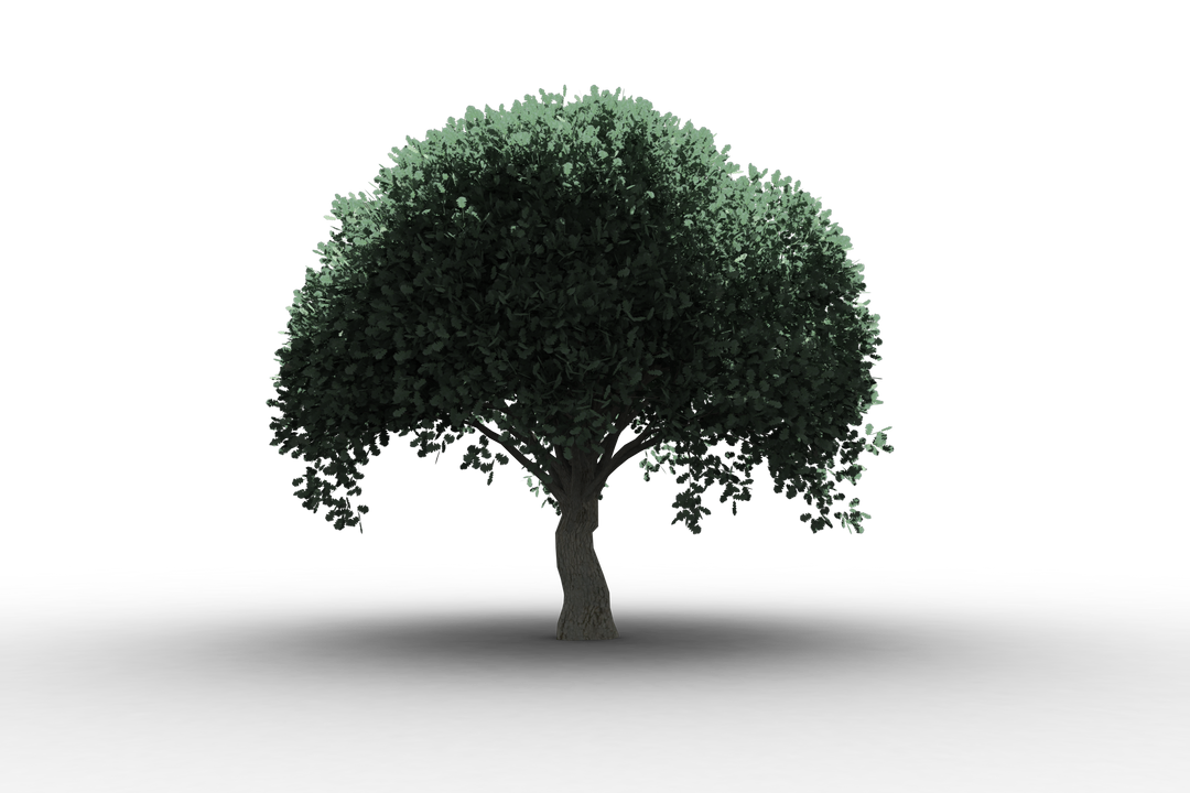 Transparent Tree with Green Leaves Lush Foliage - Download Free Stock Images Pikwizard.com