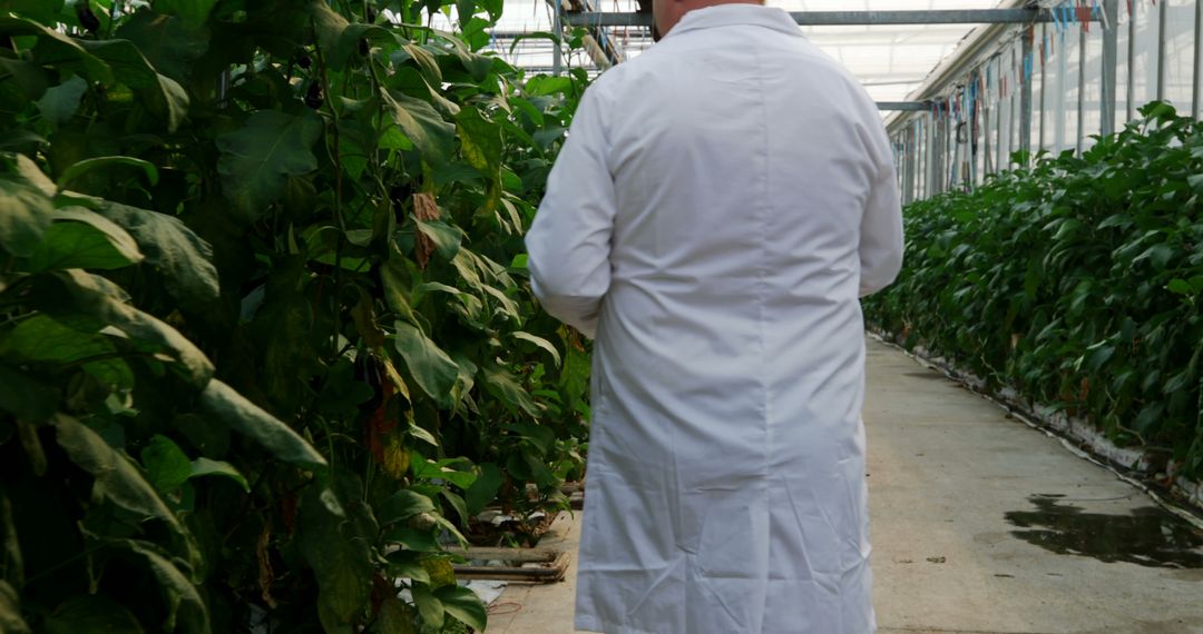 Scientist Examining Plants in Modern Greenhouse