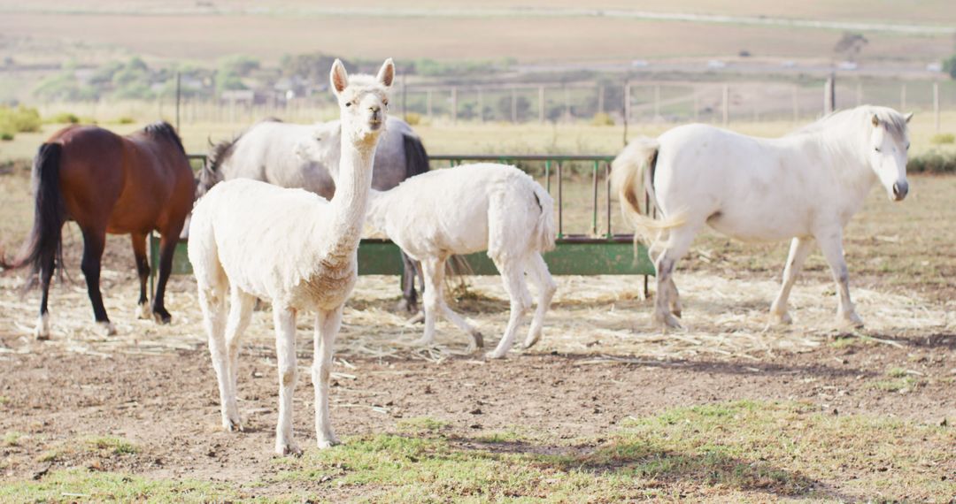 Close up of white lamas and horses at farm, slow motion - Free Images, Stock Photos and Pictures on Pikwizard.com