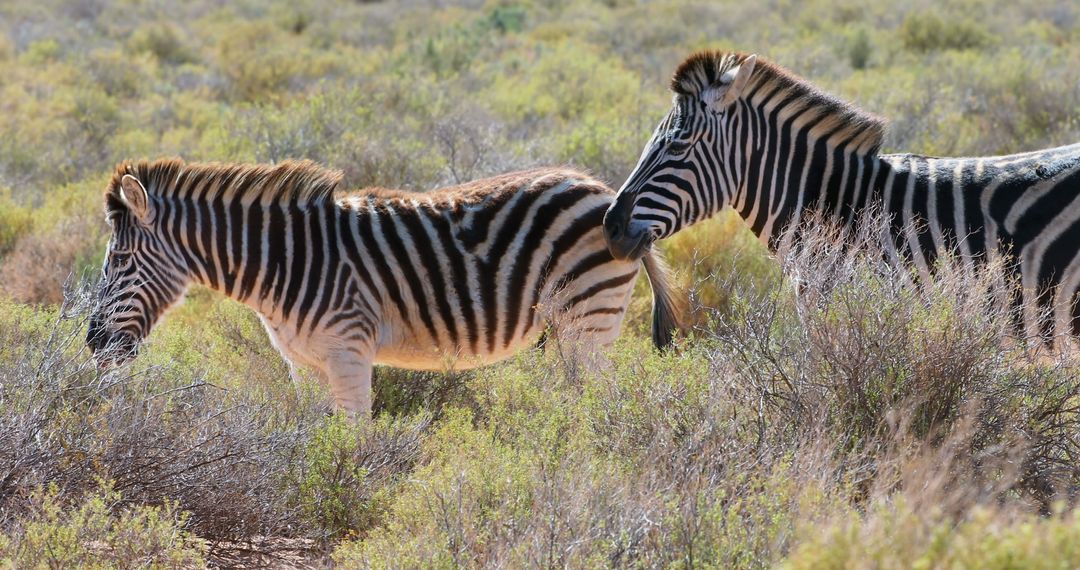 Two Zebras Grazing in Natural Habitat on Sunny Day - Free Images, Stock Photos and Pictures on Pikwizard.com