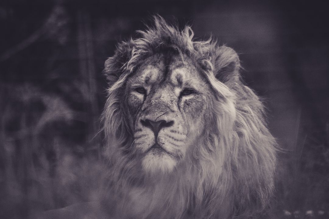 Majestic Lion Resting in the Wild in Monochrome - Free Images, Stock Photos and Pictures on Pikwizard.com