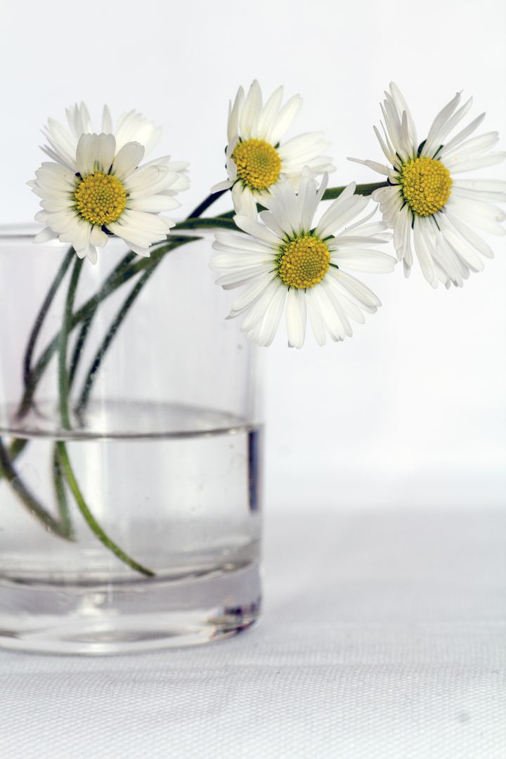 Delicate Daisies in Glass Vase with Water - Free Images, Stock Photos and Pictures on Pikwizard.com