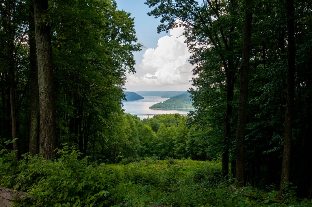 Scenic Forest Path Leading to Mountain Lake View