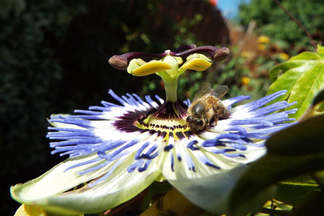 Honey Bee Pollinating Exotic Passion Flower in Sunlit Garden - Free Images, Stock Photos and Pictures on Pikwizard.com