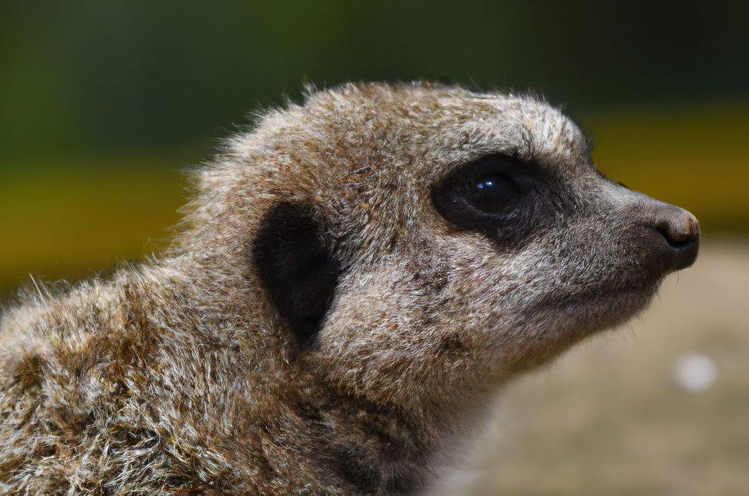 Close up of meerkat created using generative ai technology - Free Images, Stock Photos and Pictures on Pikwizard.com