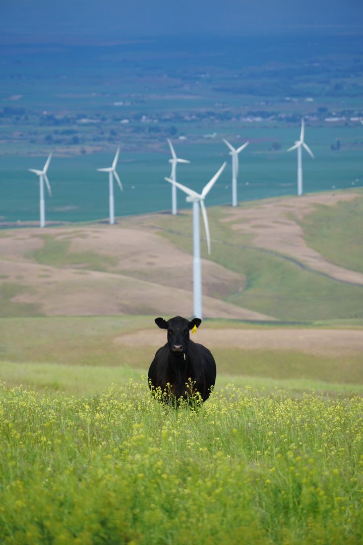 Black Cow Grazing in Wildflower Meadow with Wind Turbine Array on Rolling Hills