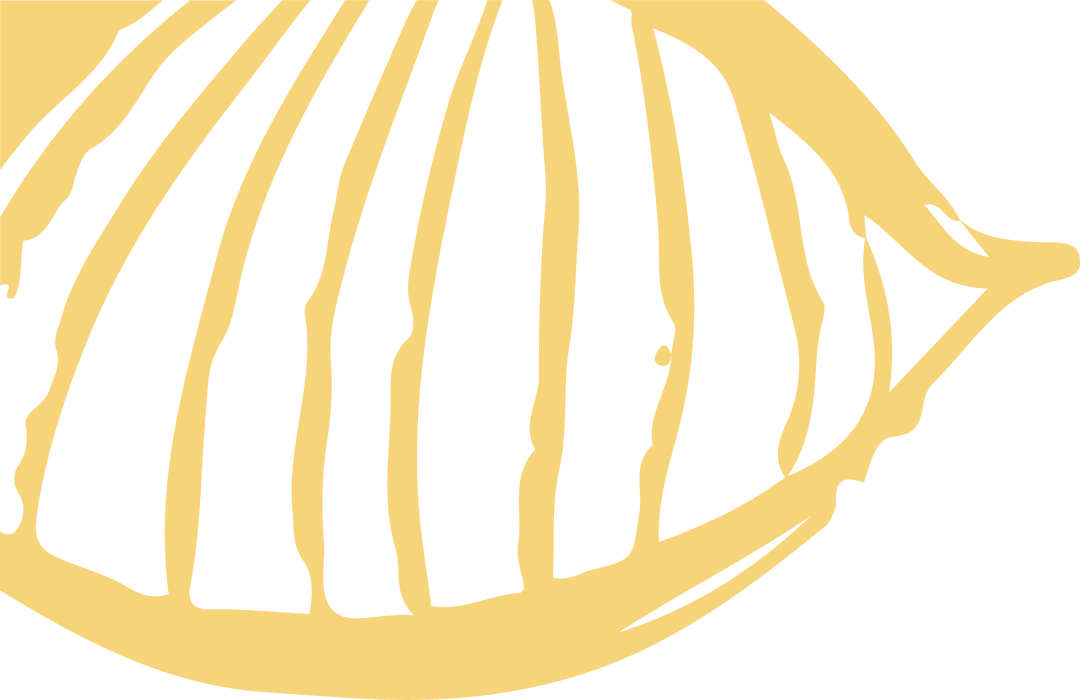 Transparent Vector Pale Yellow Scallop Shell with Elegant Ribs