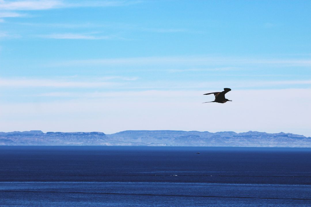 Bird soaring over calm ocean with distant mountains - Free Images, Stock Photos and Pictures on Pikwizard.com