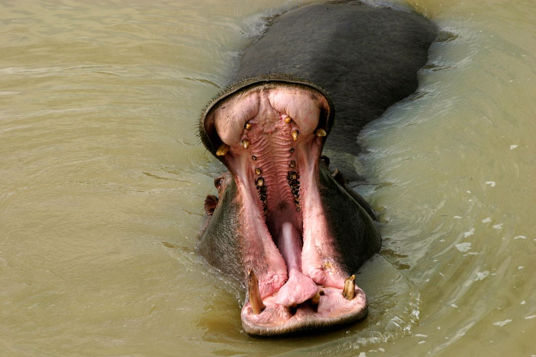Dangerous Hippopotamus Opening Mouth Wide in Water - Free Images, Stock Photos and Pictures on Pikwizard.com
