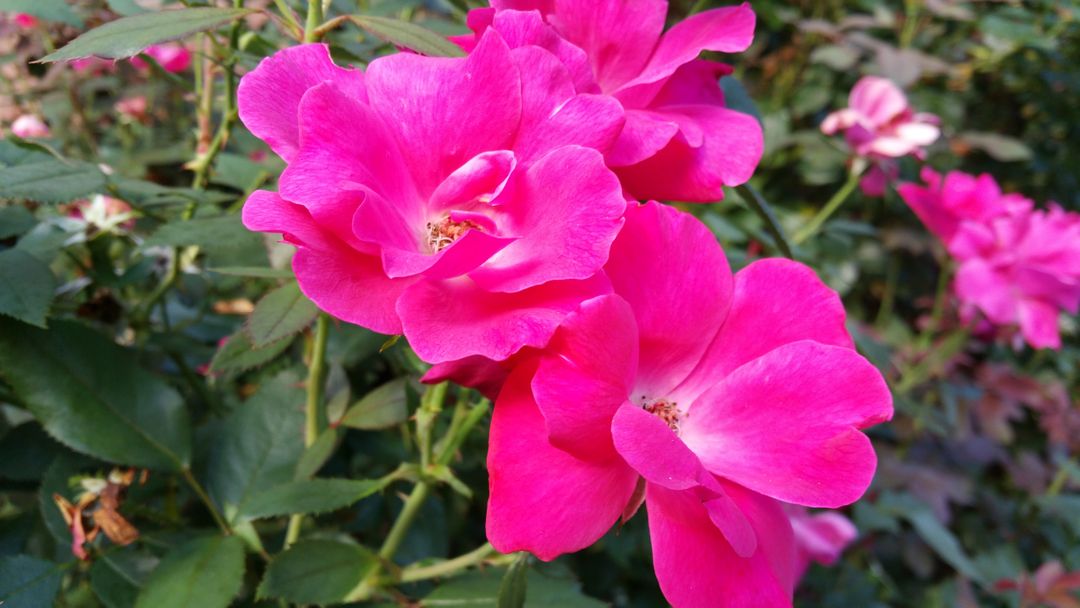 Vibrant Pink Roses in Bloom in Lush Garden - Free Images, Stock Photos and Pictures on Pikwizard.com