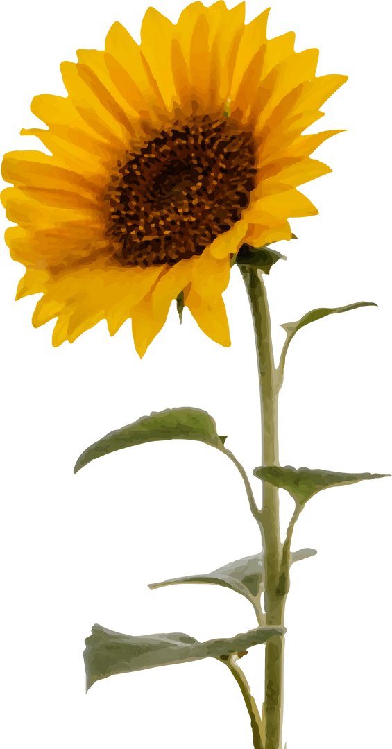 Vibrant Sunflower Illustration on Transparent Background