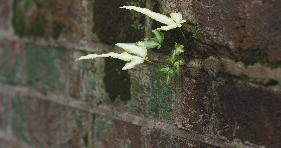 Lone Plant Growing from Brick Wall - Free Images, Stock Photos and Pictures on Pikwizard.com