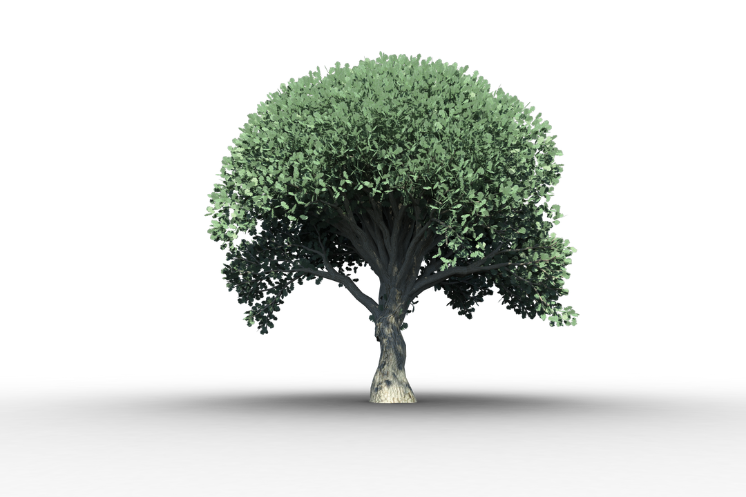 Transparent Lush Green Tree with Thick Foliage - Download Free Stock Images Pikwizard.com