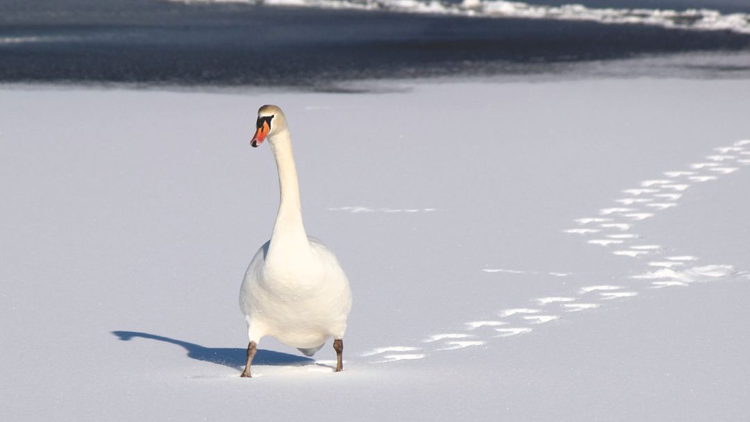 Swan Standing on Snow-Covered Lake in Winter - Free Images, Stock Photos and Pictures on Pikwizard.com